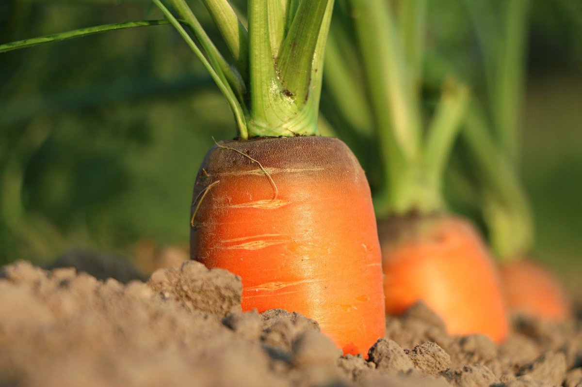 Prep guide: How to prep&nbsp;carrots